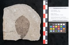 Foto (Objekt + Etikett) von Quercus tephrodes Unger (NHMW-GEO-2024-0188-6666)